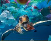 Csomagolóanyagok és palackok alkotják az óceánokban lévő műanyagok többségét